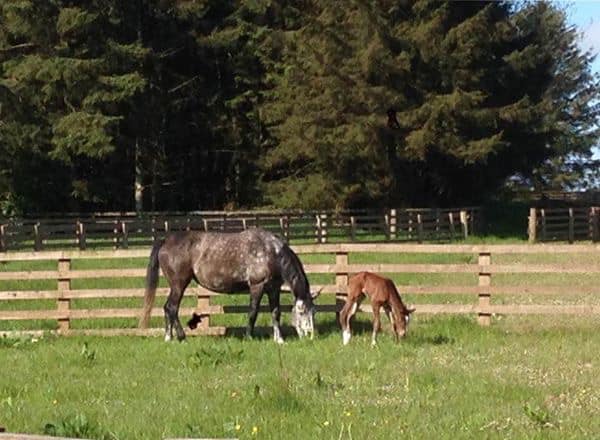 Newmains Farm Stud